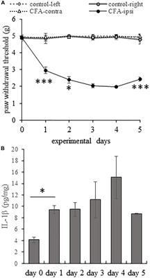 IL-1β Induced Cytokine Expression by Spinal Astrocytes Can Play a Role in the Maintenance of Chronic Inflammatory Pain